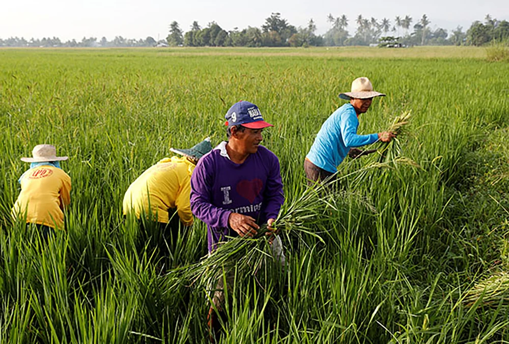 Philipinese Agriculture